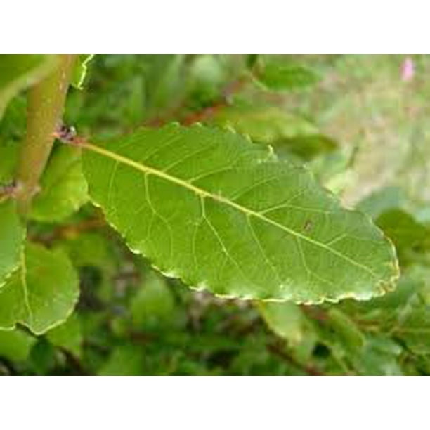 Sweet Bay Leaf Plant Bay Laurel Plant Two (2) Live Plants Each 4