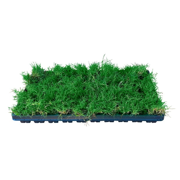 Premium Hybrid Tahoma 31, Bermuda Grass, Grass Plugs, Ready to Plant