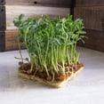 thumbnail image 5 of Arivka Pea Seeds - 25 Lb Bulk ~57,600 Seeds - Non-GMO Green Pea Seeds - Farm, Garden Cover Crop - AKA: Arivka Field Pea, 5 of 5