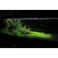 thumbnail image 2 of Ultum Nature Systems Controsoil - Planted Aquarium Substrate Soil for Fish Tank, Natural Freshwater Aquatic Plants, Shrimp, Aquascape - Black Normal, 1 Liter, 2 of 6