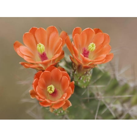Claret Cup Cactus Flowers, Hill Country, Texas, USA Print Wall Art By Rolf