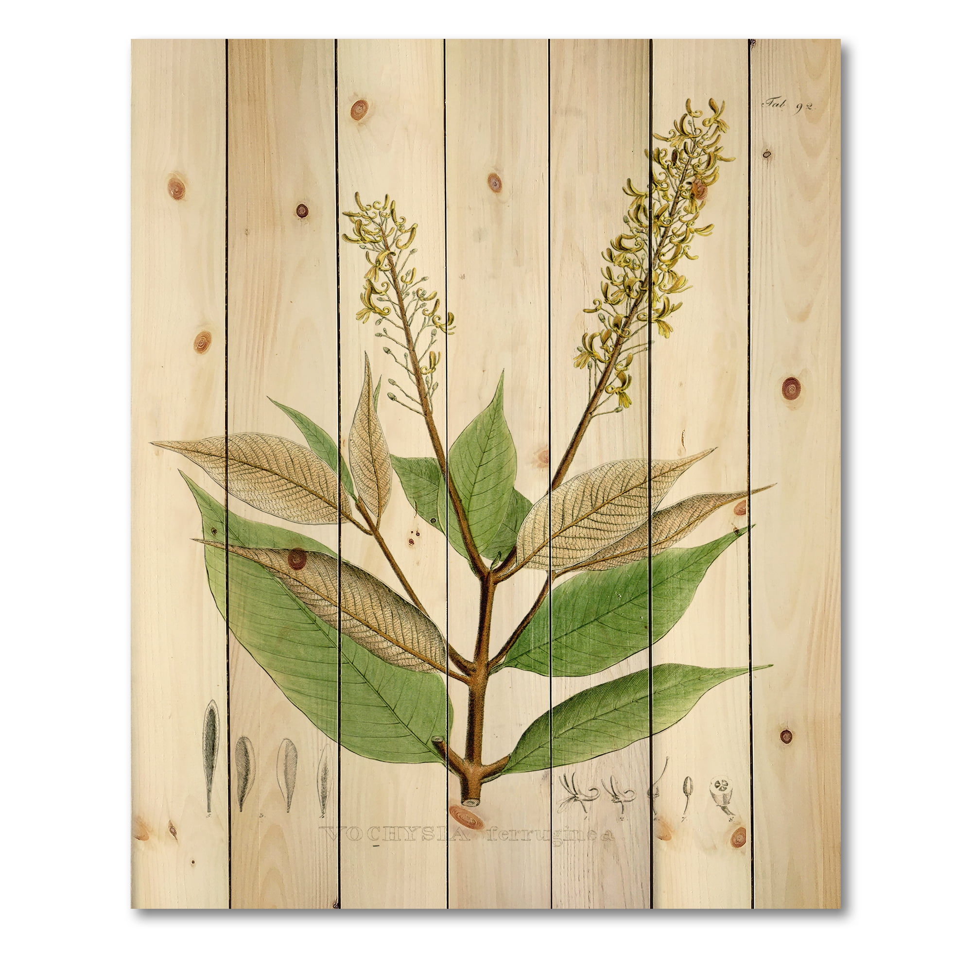 Designart 'Ancient Brazilian Plant V' Traditional Print on Natural Pine Wood