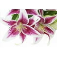 thumbnail image 2 of KaBloom Fresh Cut Flowers Bouquet of 5 Pink Lilies without Vase, Fragrant, Gift for all occasions, 2 of 5