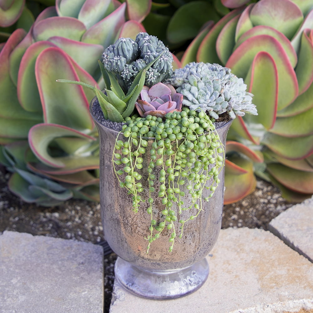 Element By Altman Plants String of Pearls Succulent (Senecio Rowleyanus) 6" Live Plant Hanging Basket