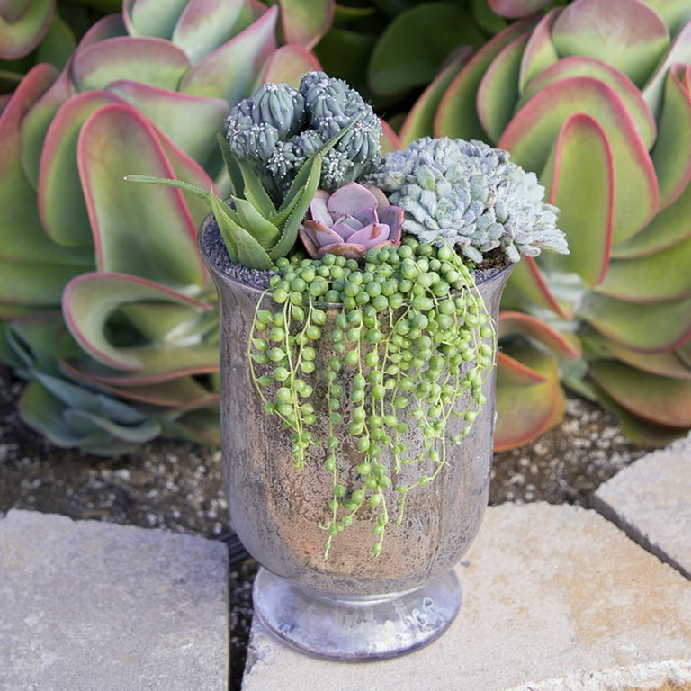 SMART PLANET 6 in. Assorted String of Pearls Hanging Basket Plant