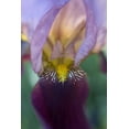 thumbnail image 2 of Clemons, Kathleen 13x18 White Modern Wood Framed Museum Art Print Titled - USA, Maine, Harpswell Close-up of iris flower, 2 of 4