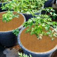 thumbnail image 4 of Coconut Plant Mats,Coconut Mulch Discs,Plant Mulch Protection Mat, Coconut Coir Disc,Protection for Potted Plants Plant Protection Mat,10pcs,20*20cm, 4 of 5