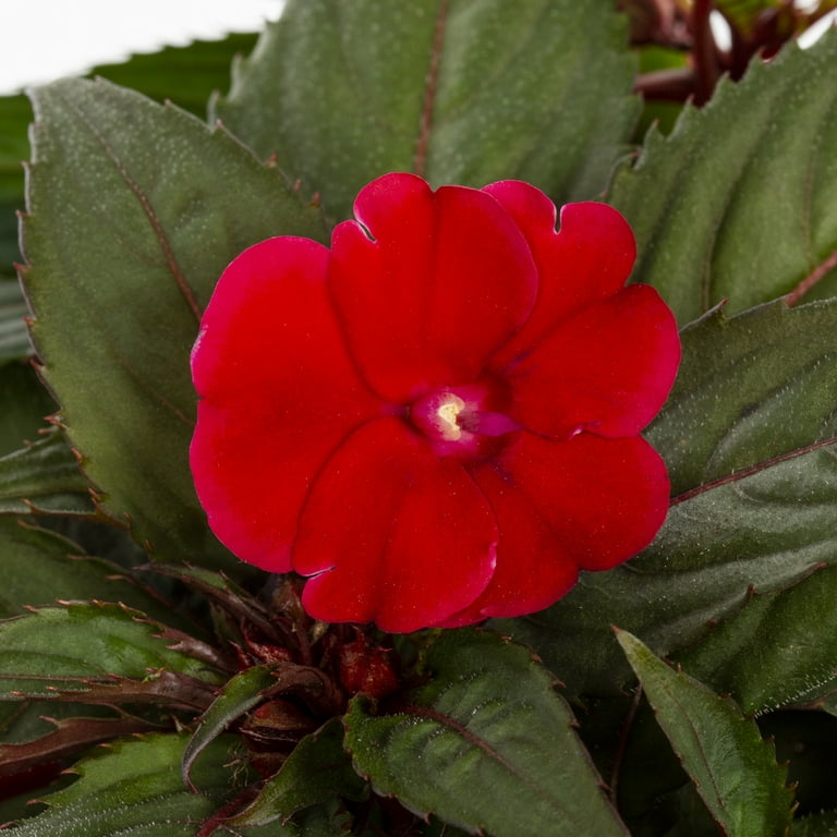 Walmart hot sale impatiens flats