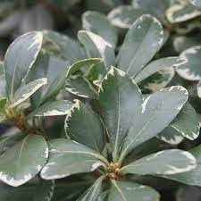 Pittosporum Variegated I 3 Large Gallon Size Plants I Pittosporum Tobria Variegatum I Live Striking Two-Tone Foliage for All-Year Visual Interest, Ideal for Hedges, Borders