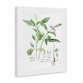 thumbnail image 3 of Stupell Industries Farmhouse Basil Plant Best Of Herbs Watercolor Garden Greens Canvas Art, 16 x 20, by Verbrugge Watercolor, 3 of 8