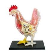 4D Master 4D Vision Chicken Anatomy Model
