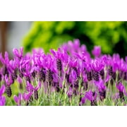 100 FRENCH LAVENDER aka Butterfly Lavender, Spanish, Topped Lavandula Stoechas Fragrant Blue Purple Flower Herb Seeds