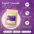 thumbnail image 3 of Created By Nature English Lavender Seeds, 3,000 Purple Perennial Wildflower Seeds, 3 of 6