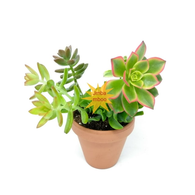Combo Succulents Plant & 4'' Clay Pot Unique from Jmbamboo