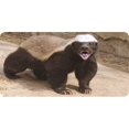 thumbnail image 1 of Honey Badger #1 Photo License Plate, 1 of 1