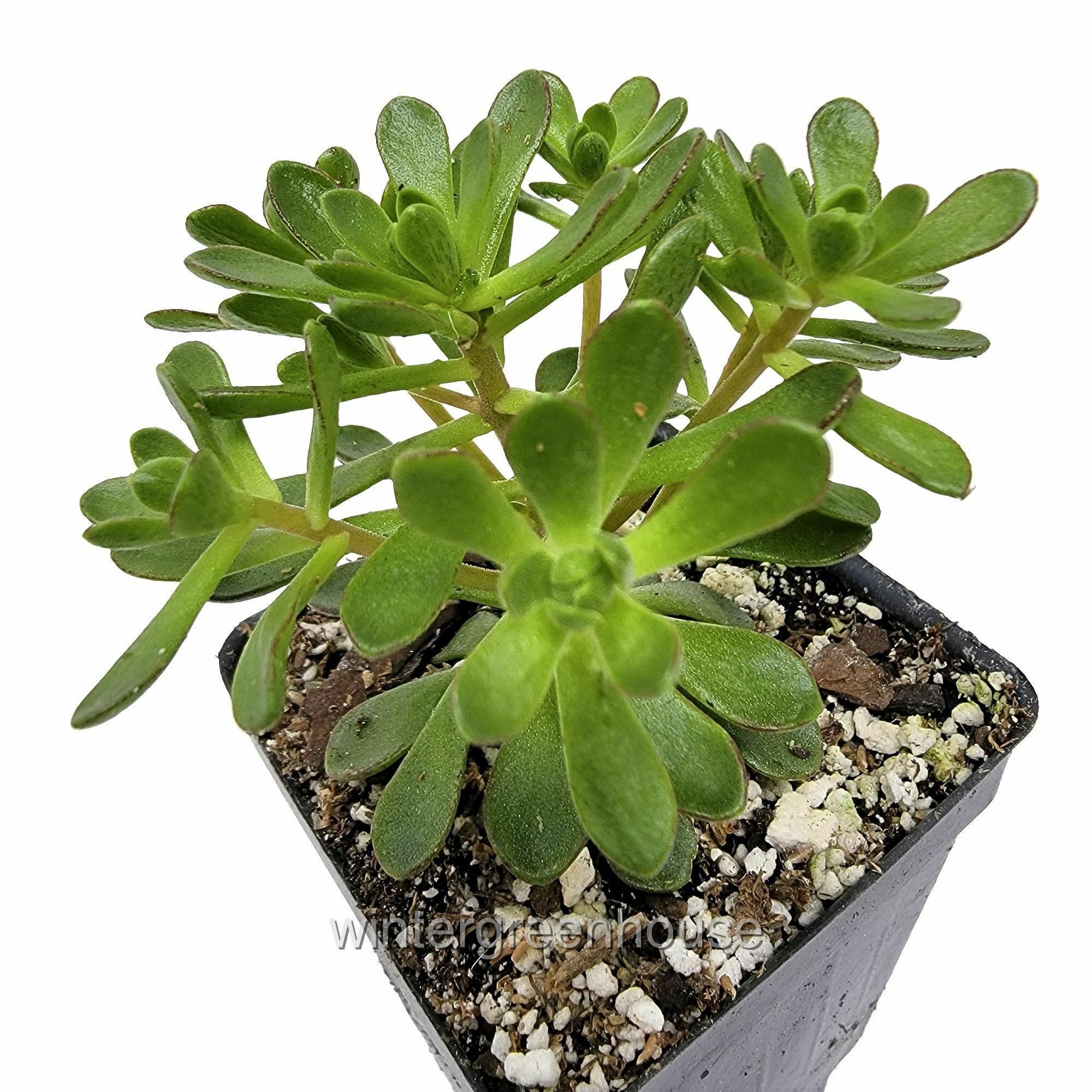Aeonium Lindleyi Var. Viscatum, Irish Bouquet, Saucer Plant - Pot Size: 3" (2.6x3.5") - Plants, Succulents - image 2 of 6