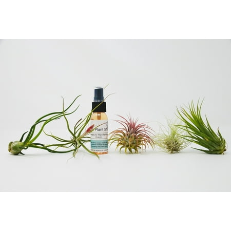 5 Tillandsia Air Plant Pack with Fertilizer Spray / 2-5 Inches