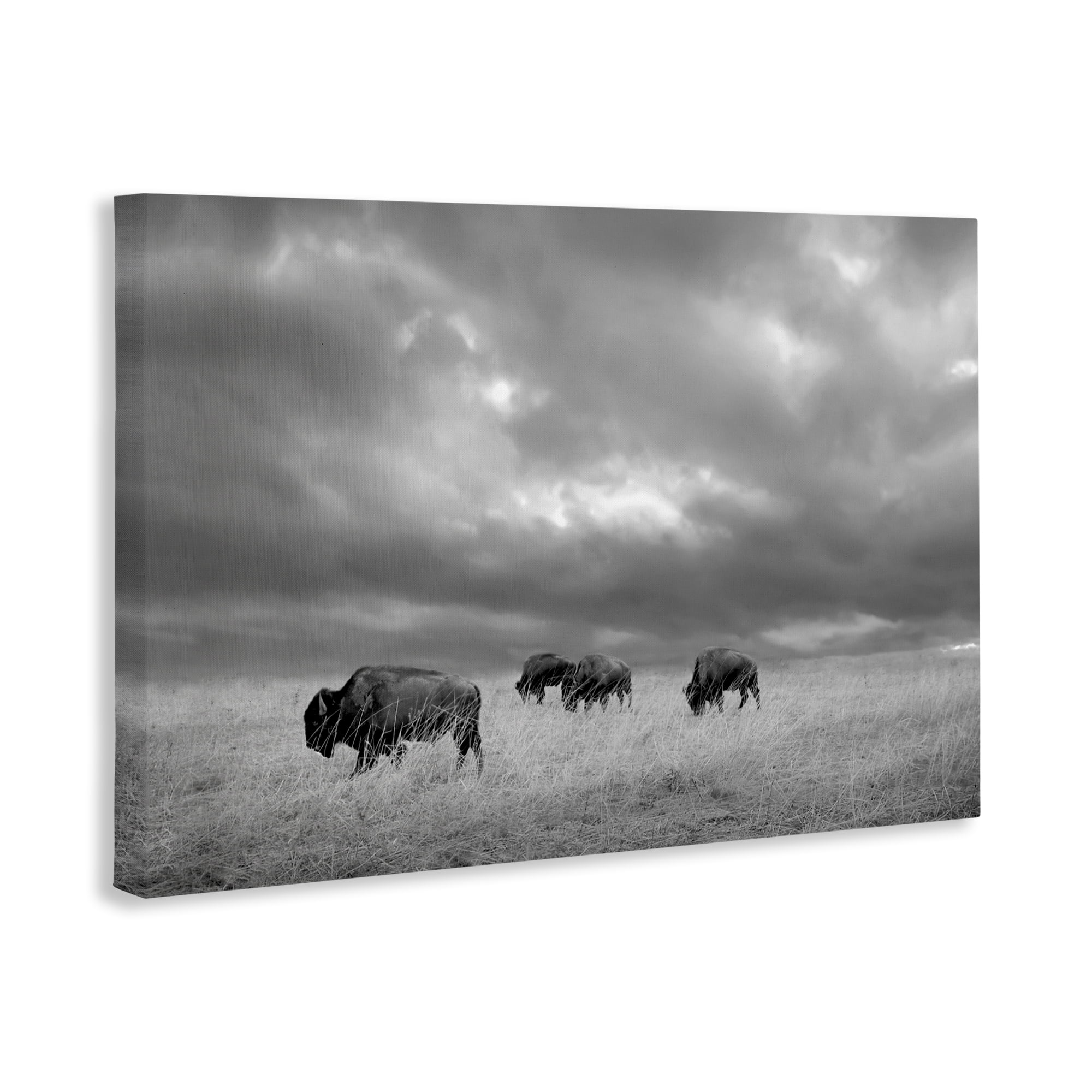 Stupell Industries Bisons Under an Autumn Sky Canvas Wall Art, design by Steve Toole