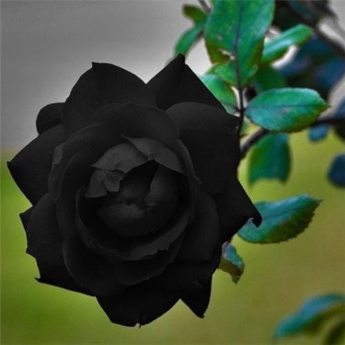 10 Black Rose Seeds – Beautiful Perennial Garden Flower – Climbing & Bush Rose Plant Seeds