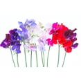 thumbnail image 5 of Earthcare Seeds - Sweet Pea Royal Family Mix 100 Seeds (Lathyrus Odoratus) Heirloom - Open Pollinated, 5 of 5