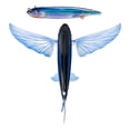 thumbnail image 4 of Nomad Design Slipstream 280 Flying Fish 11" Floating Lure - Phantom, 4 of 8