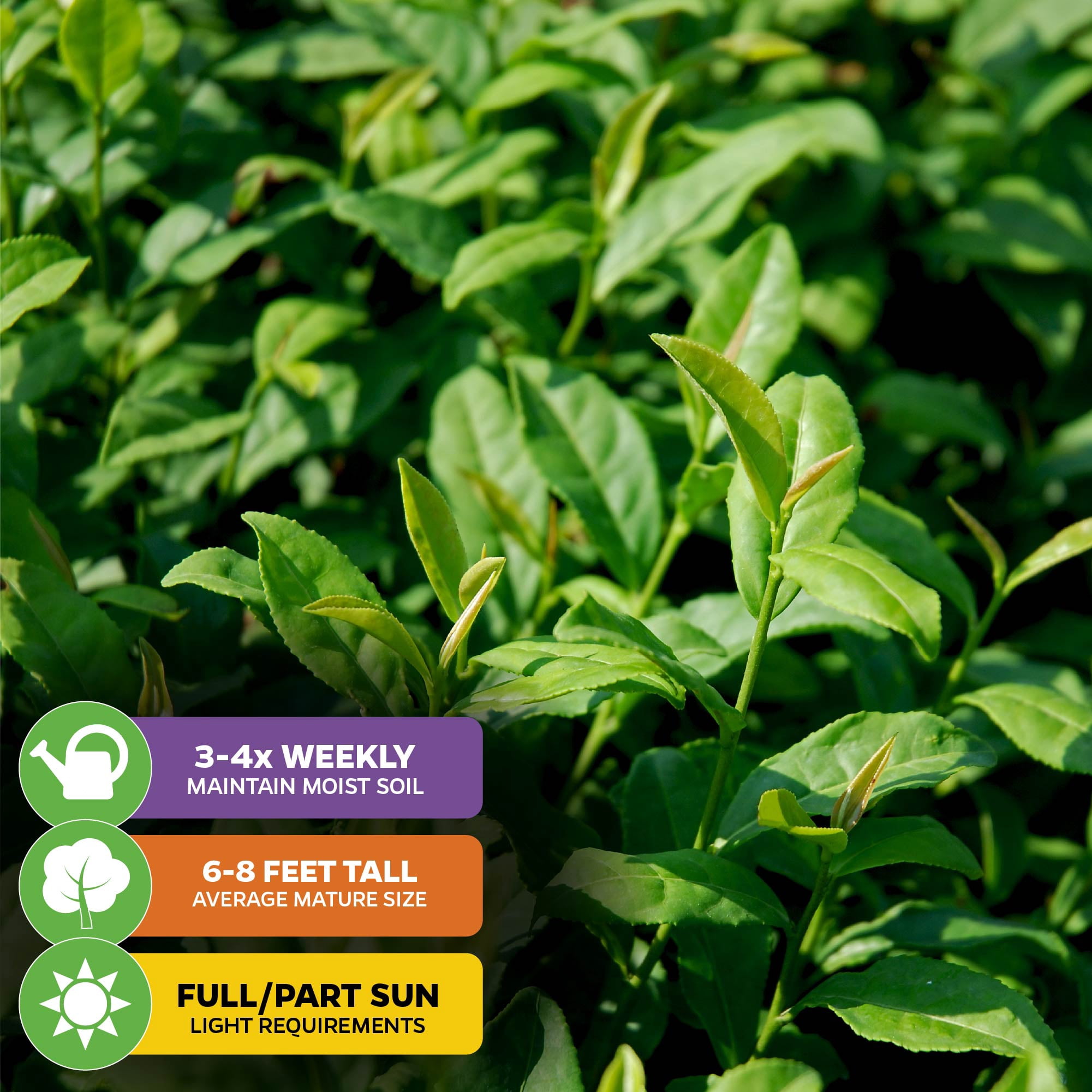 (2-Pack)  Tea Plant (Green Tea) Live Plant - Camellia sinensis by Wellspring Gardens Starter Plant for Your Indoor or Outdoor Garden