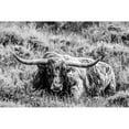 thumbnail image 3 of Stockton, Tyler 24x17 Black Modern Framed Museum Art Print Titled - B and W Longhorn III, 3 of 5