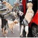 thumbnail image 2 of Support Sling for Dog Mobility - Soft Harness for Back Legs & Injury Aid, 2 of 5