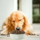 thumbnail image 5 of Acero inoxidable Slip Pet Bowl Universal Bowl y gatos derrame cuenca de alimentación cuenco de agua de grado alimenticio duradero gato y el cuenco de comida para perros, 5 of 6