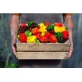 thumbnail image 3 of 50 *Seeds Mixed HOT HABANERO PEPPER Red Orange White Brown Mix Capsicum Chinense, 3 of 10