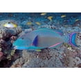 thumbnail image 2 of Shimlock, Jones 18x14 Black Ornate Wood Framed with Double Matting Museum Art Print Titled - Solomon Is, Meri Island Adult bicolor parrotfish, 2 of 4