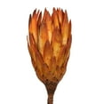 thumbnail image 3 of Vickerman 8-12" Nectarine Repens - Natural Stem -Bulk case, 180 pieces, Dried, 3 of 5