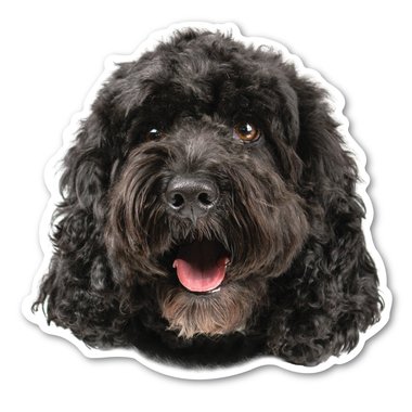 

(Black) Cockapoo Magnet