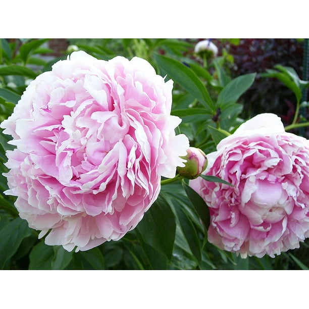 Peony Sarah Bernhardt Bareroot 2 3 Eye Walmart Com