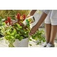 thumbnail image 5 of Miracle-Gro Shake 'N Feed All Purpose Plant Food, 5 of 10
