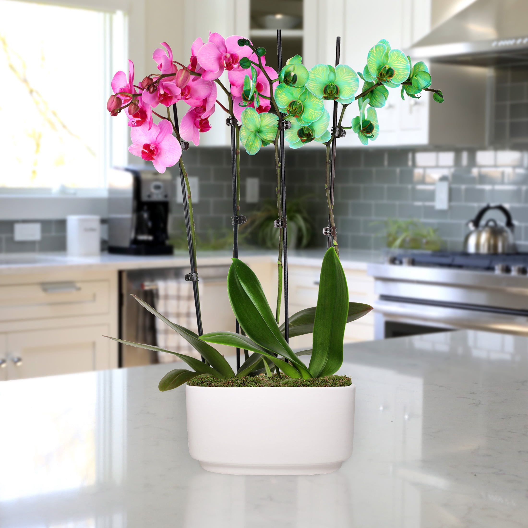 Just Add Ice 10" Green and Pink Watercolor Duo in White Ceramic Pot