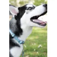 thumbnail image 2 of Collier pour Chien Martingale en Nylon Robuste - (1 Pouce de Largeur, Grand), 2 of 5