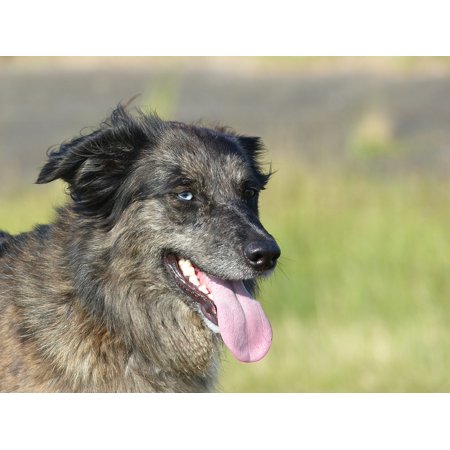 Framed Art For Your Wall Dog Dogs Crossing Blue Eye Dierenportret