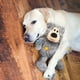thumbnail image 2 of Juguete Oso Tierno KONG Cuerda Interna Unitalla Perro NKR3, 2 of 5