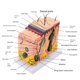 thumbnail image 4 of Riwesomey Modelo de piel humana con aumento ampliado, educativo e intuitivo, modelo de piel anatómica ampliada Material de laboratorio, 4 of 6