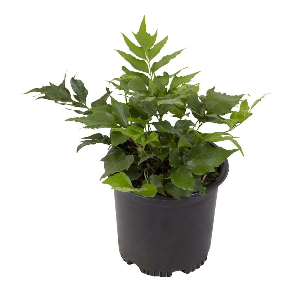 Altman Plants 1Gal Holly Fern Live Plant with Grower Pot