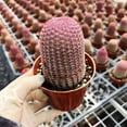 thumbnail image 4 of Rare Red Sun Cactus (Echinocereus rigidissimus) | Colorful Succulent Plant - 3" flowerpot, 4 of 6