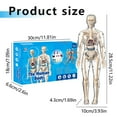 thumbnail image 3 of HJJLRH Clear Human Body Structure Model, 3D Human Anatomy Model Kit with Removable Organs, Portable Skeleton Model Toy for Anatomy Class, Science Kit for Kids Ages 6+, 3 of 9