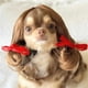 thumbnail image 2 of Peluca de mascota para gatos y perros Divertido accesorio para el pelo para looks graciosos y simpáticos, 2 of 8