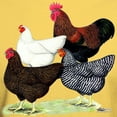 thumbnail image 3 of CafePress - Plymouth Rock Chickens Dark T Shirt - Men's Classic Graphic T-Shirt, 3 of 4