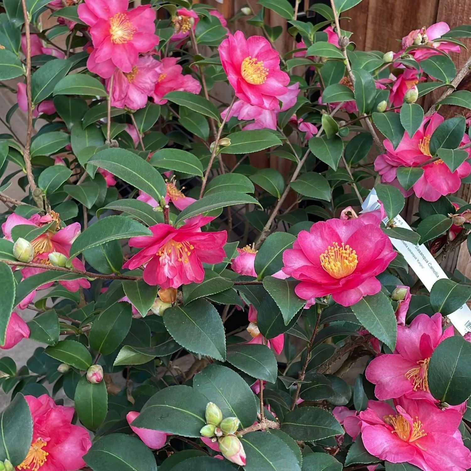 Expert Gardener 1-2 ft. tall Sasanqua'Kanjiro' Camellia Tree in 3- Gallon Grower Pot