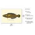 thumbnail image 2 of Hawaiian Hilu - Yellowstripe Coris (Julis Flavovittata) - Fishes of Hawaii - Vintage Color Postcard c.1905 - Master Art Print (Unframed) 13in x 19in, 2 of 4