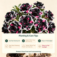 thumbnail image 4 of Desert Rose, Shade Plant for Gardens-Easy Grow-Low Maintenance-Ideal for Beds Borders, Plant Pots & Planters, 4 of 5