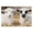 500, variant on 500 Piece Farm Goats Cute Goat Puzzle for Adults – Farm Animal, Home Decor, Party Entertainment, Fun Family Game