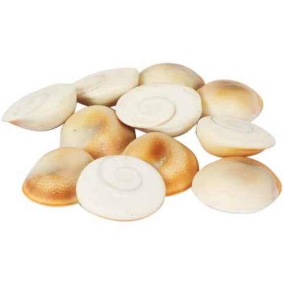 Original Gomati/Gomti Chakra Stone For Puja (White) 31 Piece for Peace and Prosperity, Energized 10-20 mm Approx | Vishnu Mahalakshmi Pooja Gomati Chakra
